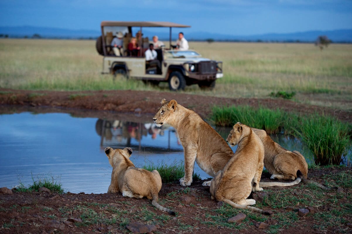 safari artofsafari.travel