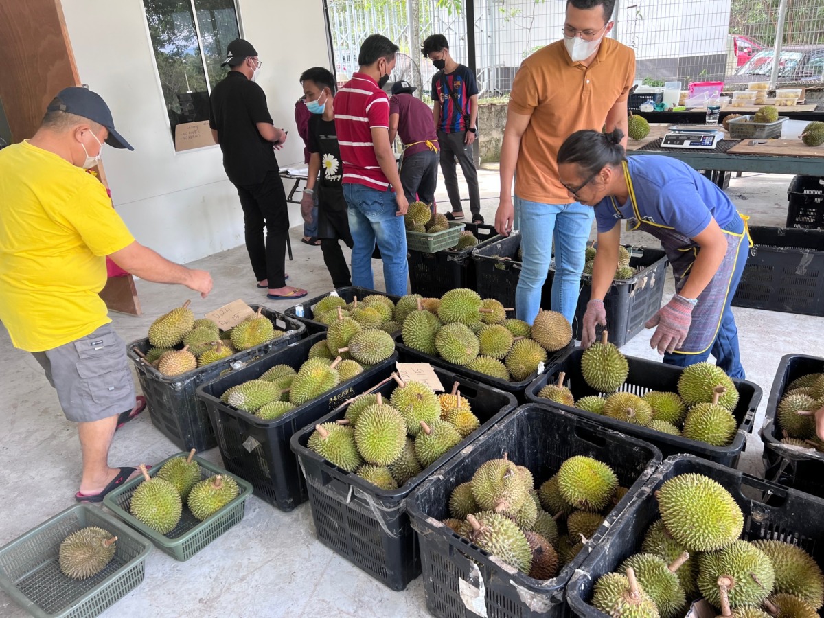 ezy durian